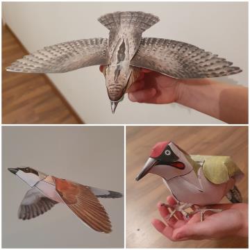 10 Makete ptic Radenskega polja - vijeglavke (zgoraj), rjavi srakoper (levo spodaj), zelena žolna (desno spodaj), avtorica: Julija, 9 let